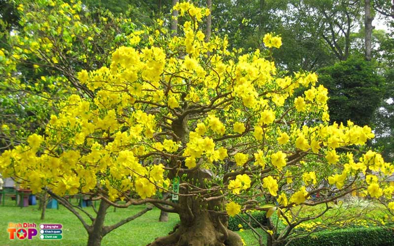Cay-canh-quy-nhon-binh-dinh-binhdinhtoplist