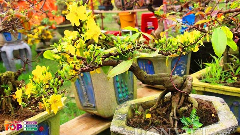 Dia-chi-ban-cay-mai-vang-binh-dinh