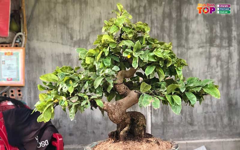 Vuon-mai-bonsai-ngo-manh-tuan-binhdinhtoplist
