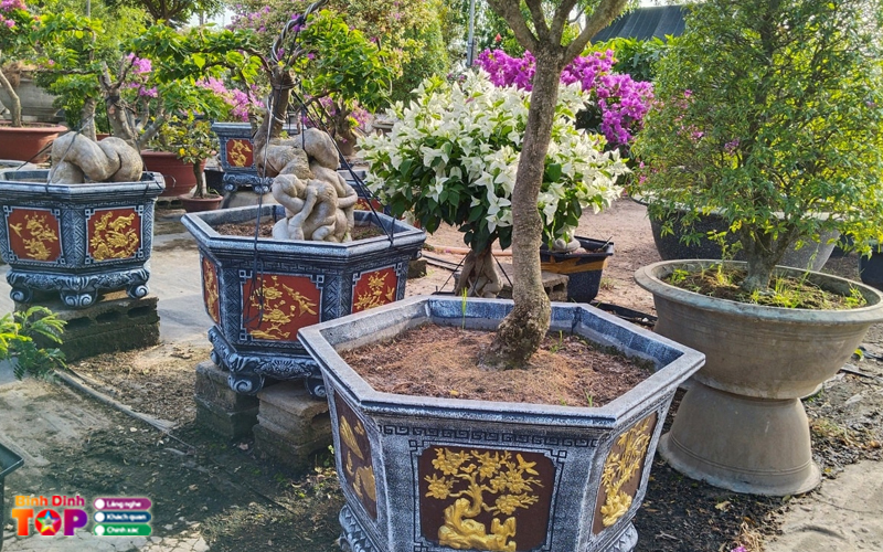Chau-kieng-bui-van-ha-lamdongtoplist
