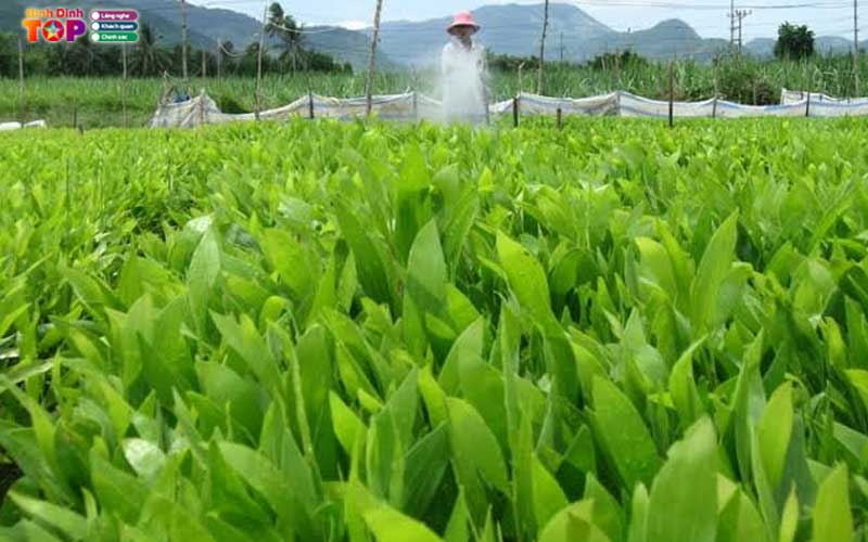 Cong-ty-tnhh-lam-nghiep-quy-nhon-binhdinhtoplist