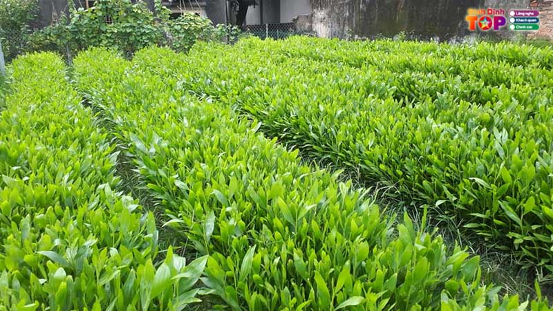 Dia-chi-cung-cap-keo-giong-binh-dinh