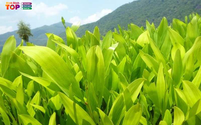 Keo-giong-binh-dinh-binhdinhtoplist