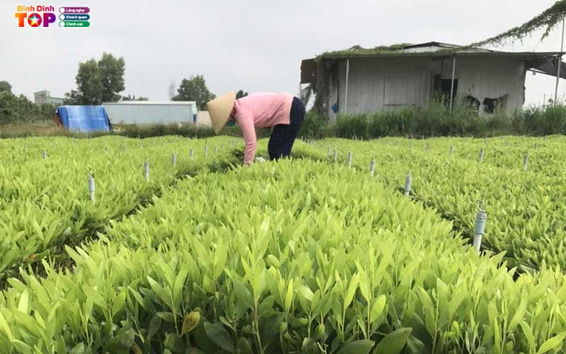Vuon-uom-thanh-nhuong-binhdinhtoplist