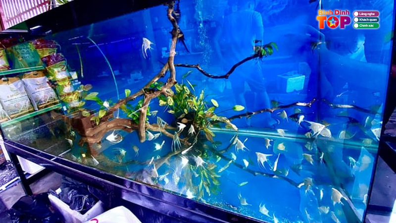Top-5-dia-chi-cung-cap-ho-ca-thuy-sinh-binh-dinh-dep-gia-re