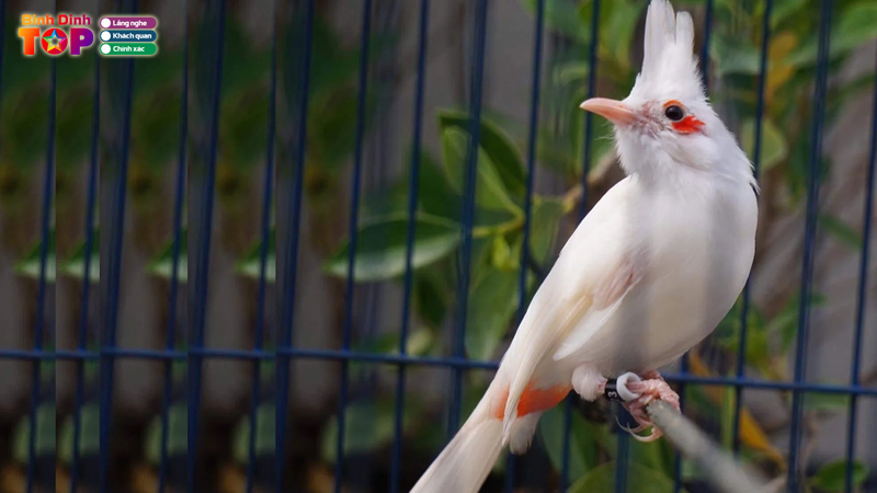 Top-6-dia-chi-ban-chim-chao-mao-binh-dinh-hot-sieu-hay