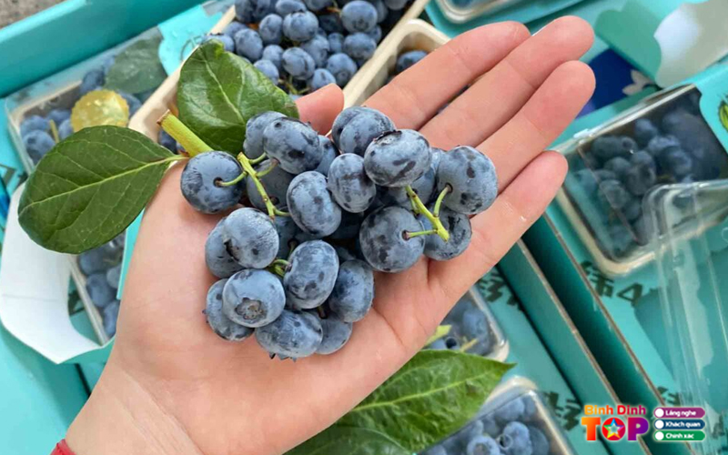 Soc-fruits-binhdinhtoplist