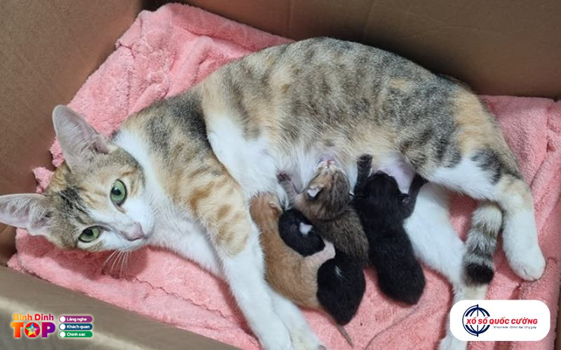 Con-meo-mang-y-nghia-phong-thuy-gi