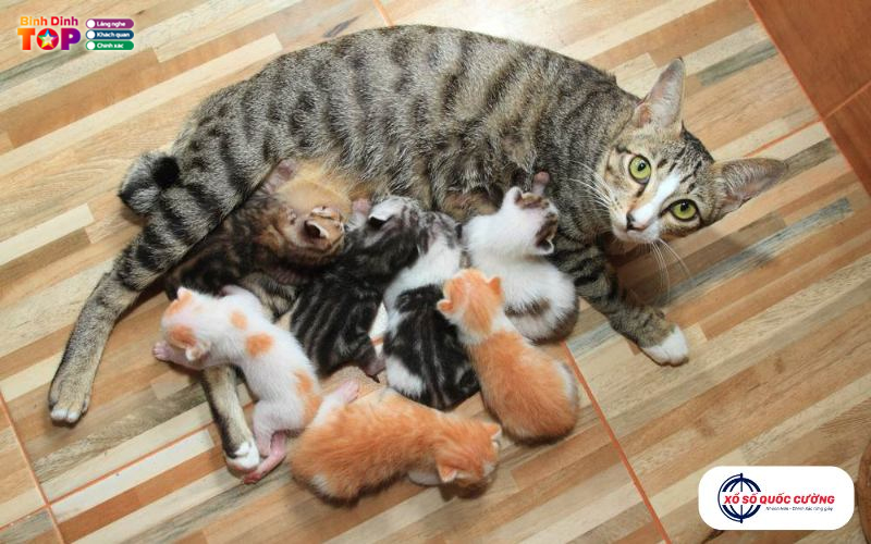 Mo-thay-meo-de-con-xong-chet