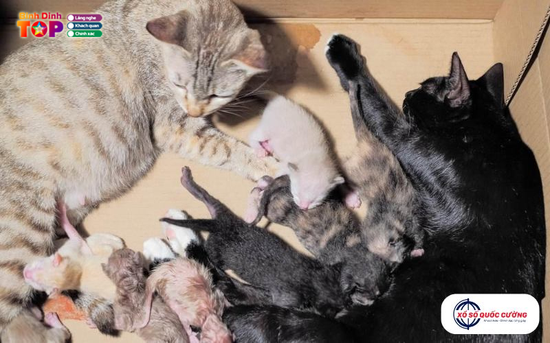 Mo-thay-meo-de-la-may-man-hay-xui-xeo