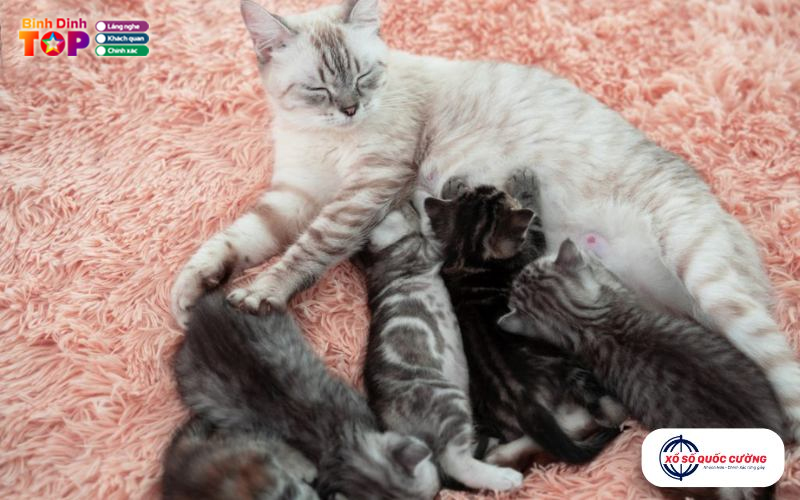 Mo-thay-meo-de-va-nhung-con-so-di-kem