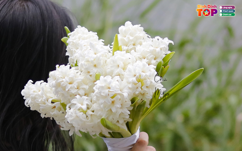 Hoa-tuoi-huong-lan-binhdinhtoplist