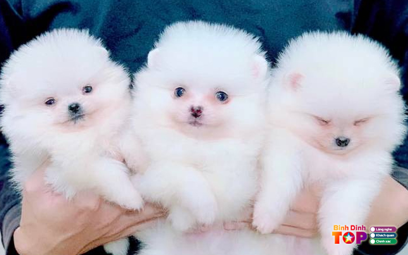 An-nhon-pet-binhdinhtoplist