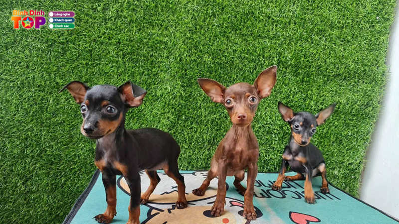 Dia-chi-ban-cho-canh-binh-dinh