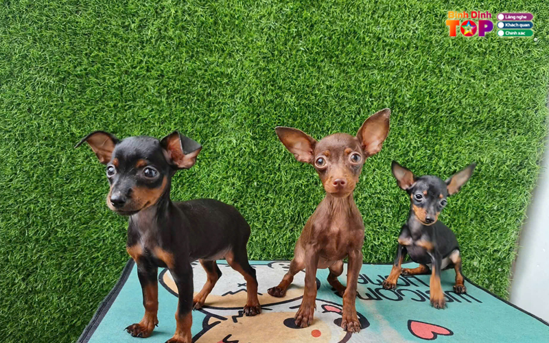 Pet-shop-hoang-hien-binhdinhtoplist