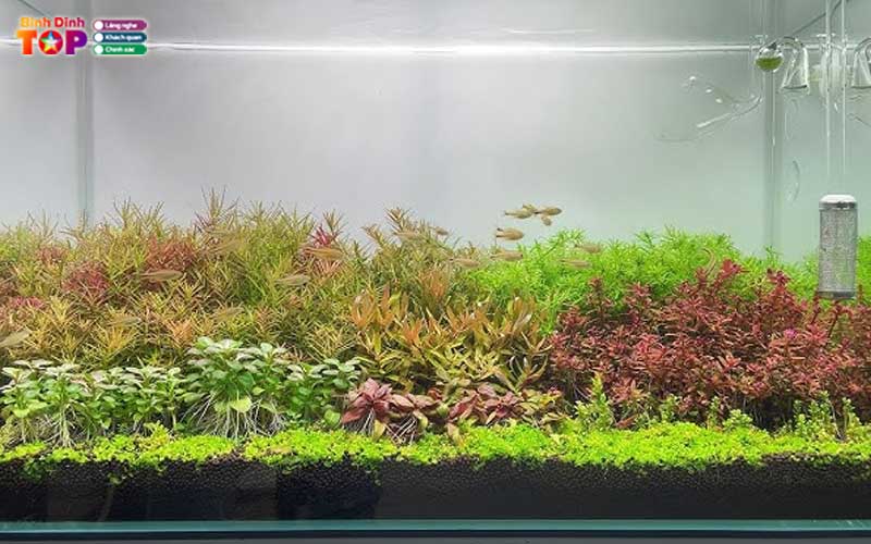 T-aqua-binhdinhtoplist